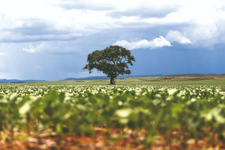 06275837 1532098326 5b51f7b5dd0d7 Soja