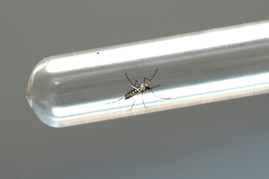 Boletim semanal da dengue confirma mais 873 casos no Estado A1cbea6c Dengue