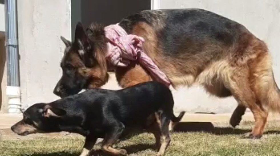 Dois cães são resgatados na área central de Pato Branco F9594834 D4d5 4002 B578 C40c0e886444 E1619550699428