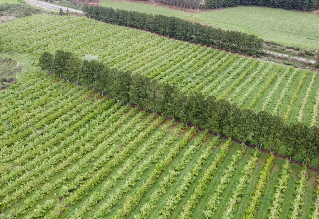 Em 2020, condições climáticas favoreceram produção de maçã em Palmas A0de169f Foto 1 Maca