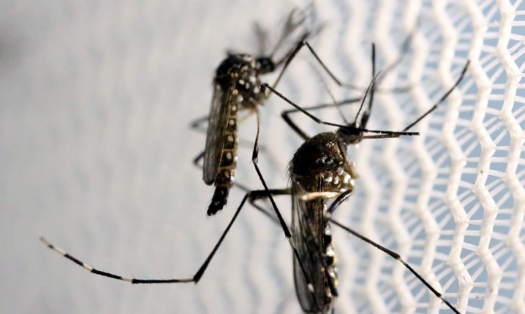 51ded2b3 Dengue 1024x613