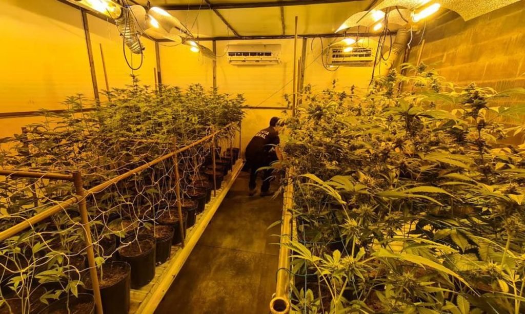 PF fecha estufa clandestina usada para cultivo de maconha, em Londrina 650b5851 Policia Federal 0 1024x613