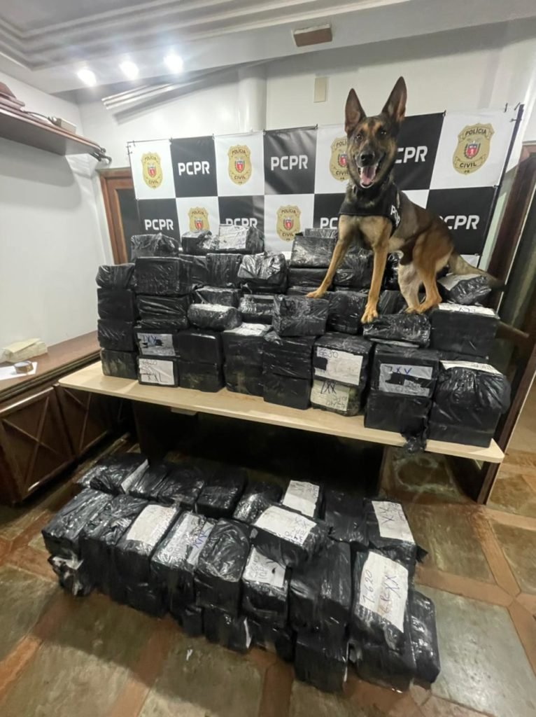 Denarc e NOC apreendem mais de uma tonelada de maconha 0a1c00a3 Denarc 766x1024