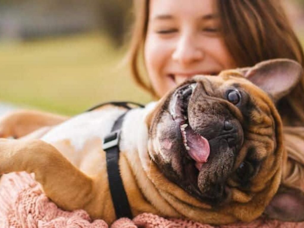 Saiba como os pets podem colaborar para a saúde e vida humana 15a757ff Ilustra 1024x768