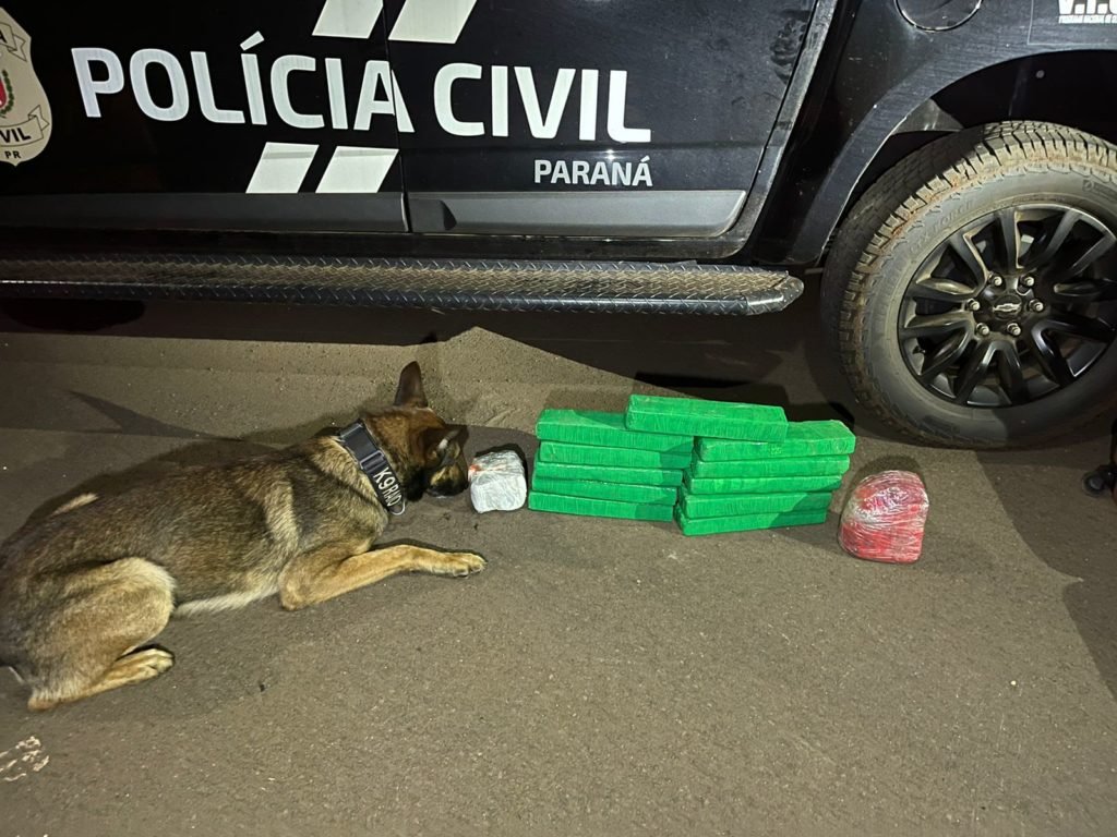 NOC apreende maconha que seria revendida em Pato Branco 32552ace Maconha Noc 1024x768