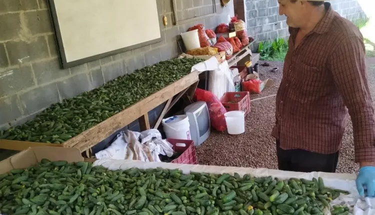 pepino