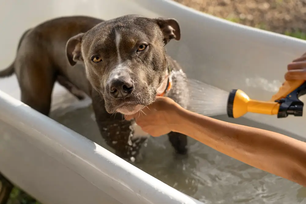 cachorro tomando banho