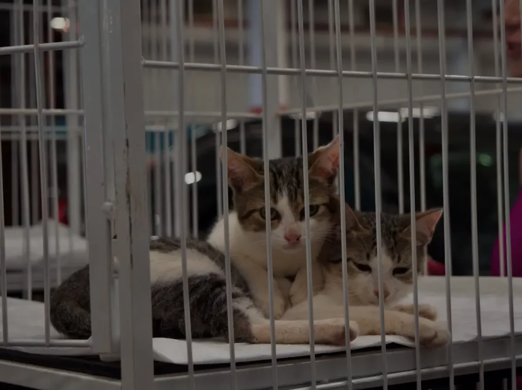 adoção cães e gatos