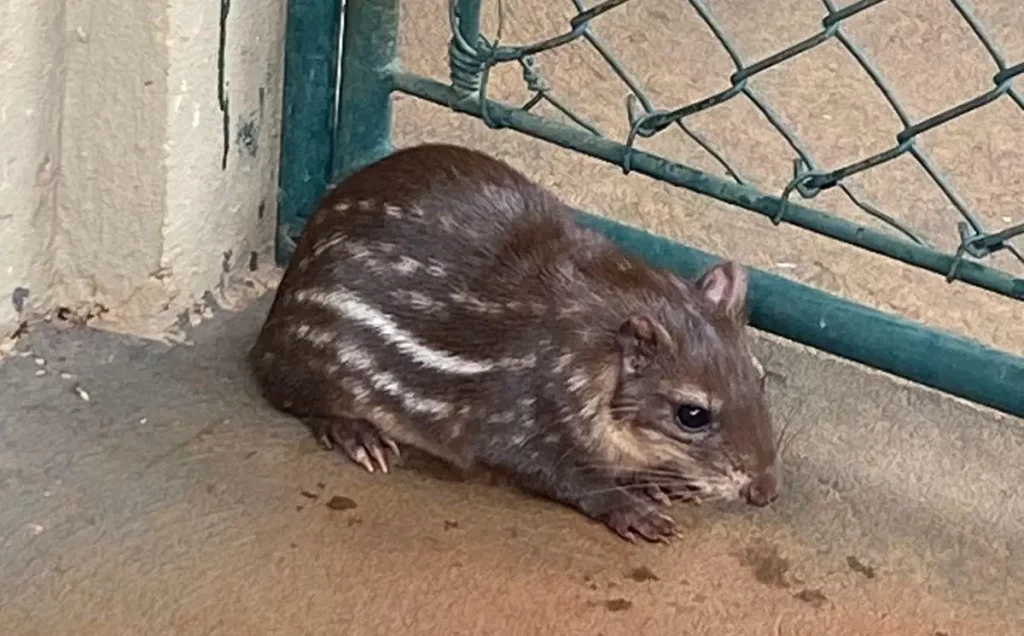 Filhote de paca nasce em viveiro da Klabin paca