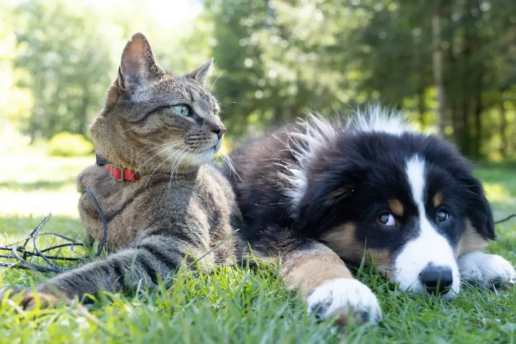 gato e cão