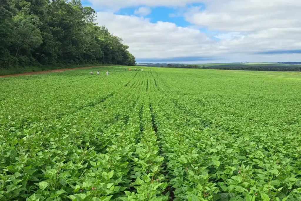 lavoura de feijão