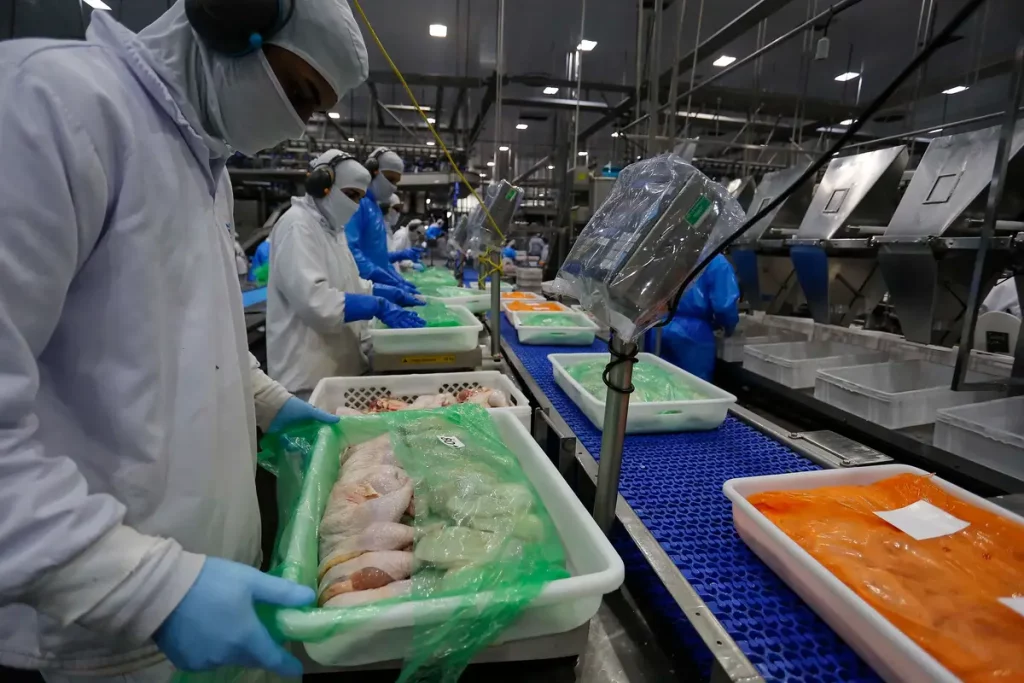 Paraná lidera crescimento na produção de frangos e suínos em 2024 abate de frango