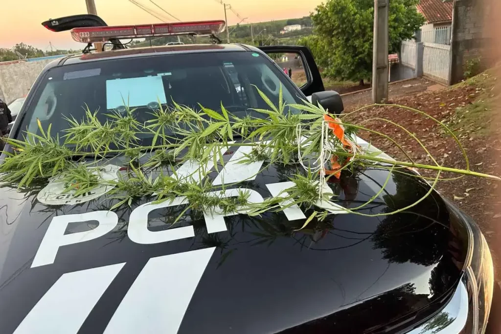 Operação em Santo Antônio do Sudoeste combate tráfico operação santo antonio