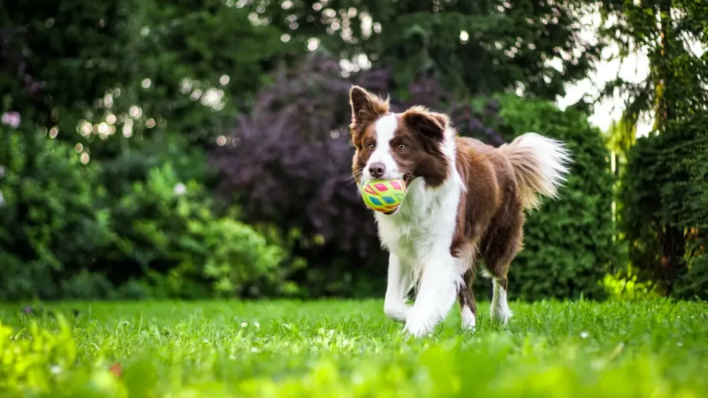 cachorro com bolinha