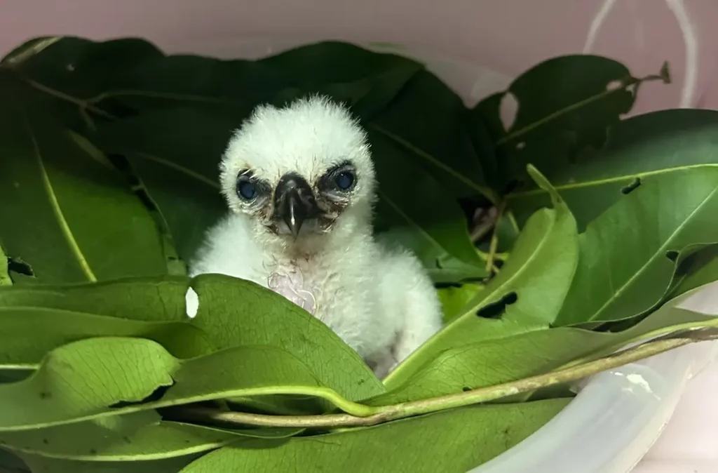 Nasce o 57º filhote de harpia no Refúgio da Itaipu harpia