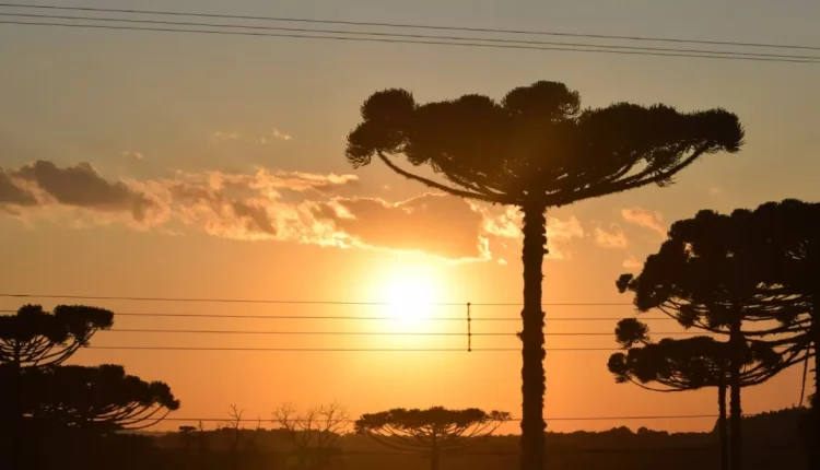 araucaria pinhões