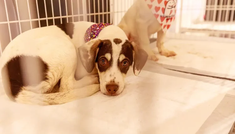 cachorro adoção