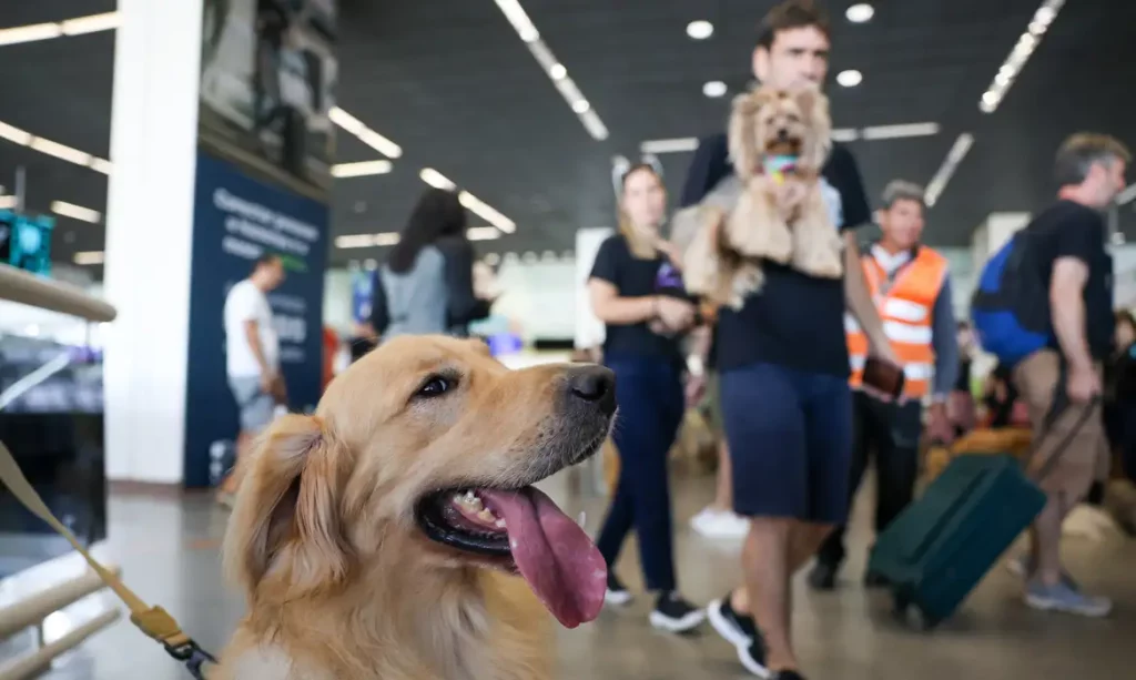 STJ: Aéreas não são obrigadas a levar pet de suporte emocional cachorro aeroporto