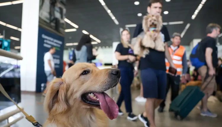 cachorro aeroporto
