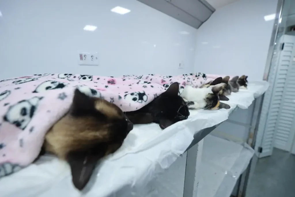 clínicas veterinárias