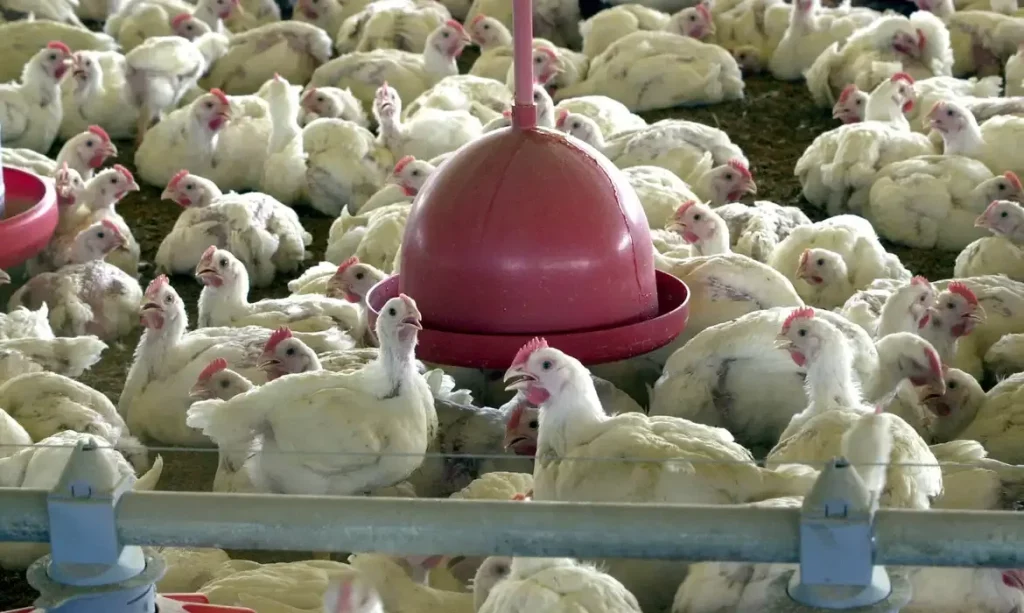 Brasil confirma primeiro caso de gripe aviária em granja comercial frangos