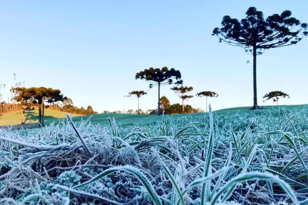 Geada negra, temperaturas negativas: terça será o dia mais frio do ano no Paraná geada