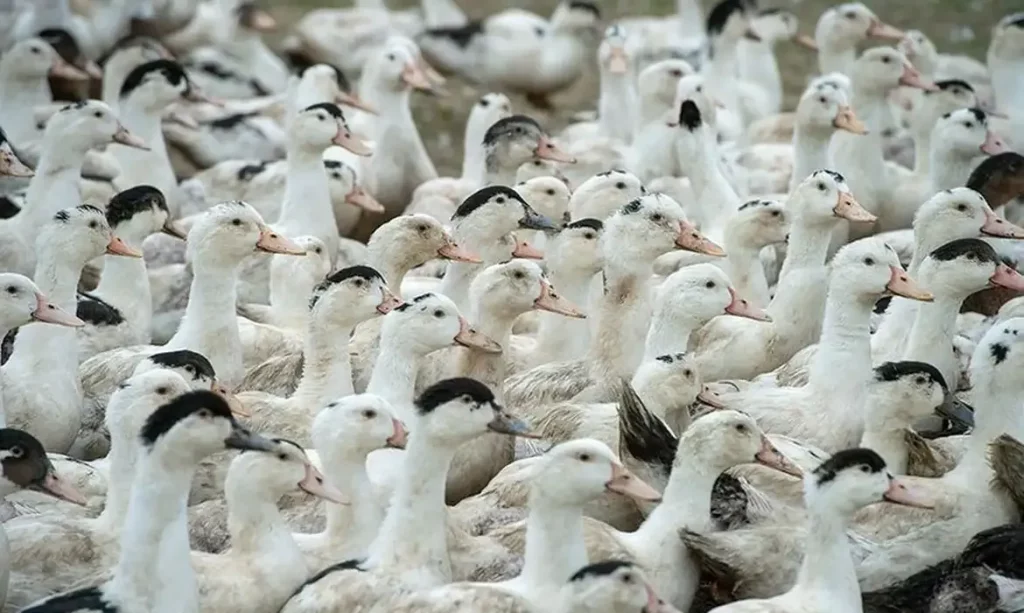 Gripe aviária H5N1 mata 38 aves no zoológico de Sapucaia do Sul patos