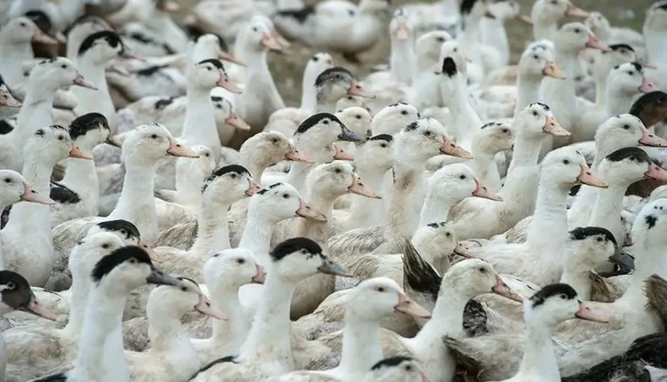 patos