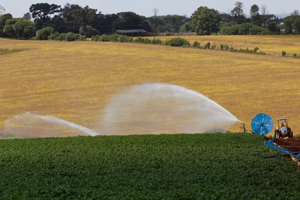 plantação irrigação