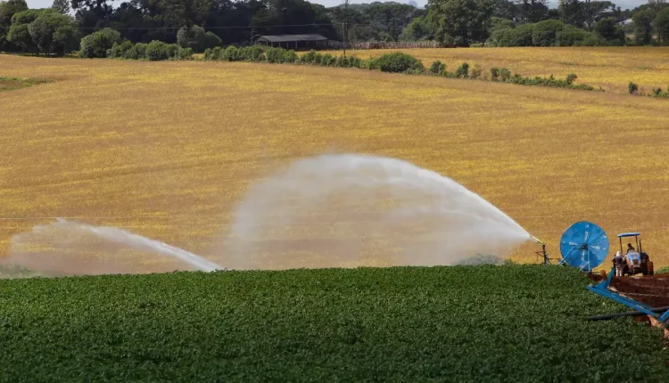 plantação irrigação