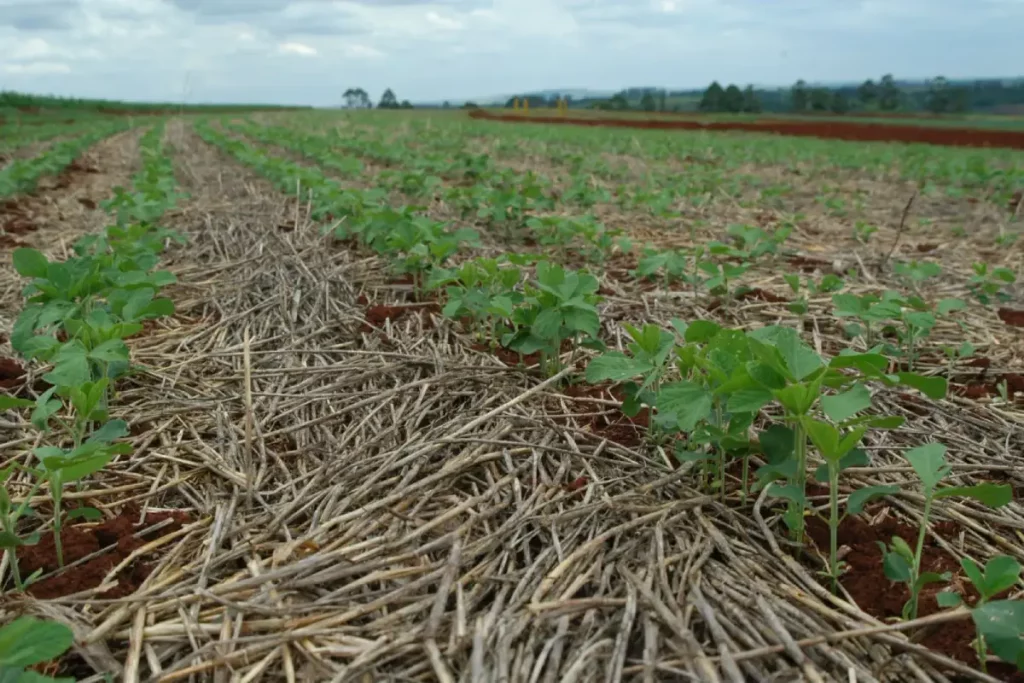 Paraná é destaque no desenvolvimento do plantio direto plantio direto