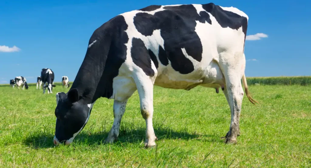 Leite A2A2: Conheça as diferenças vaca leite