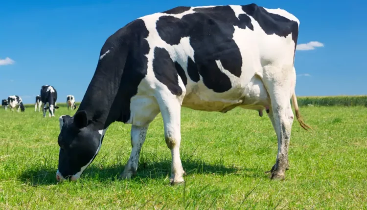 vaca leite