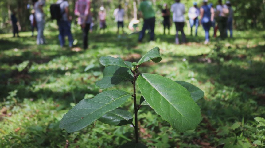 Erva-mate sombreada no PR pode ser Patrimônio Cultural Imaterial erva-mate sombreada