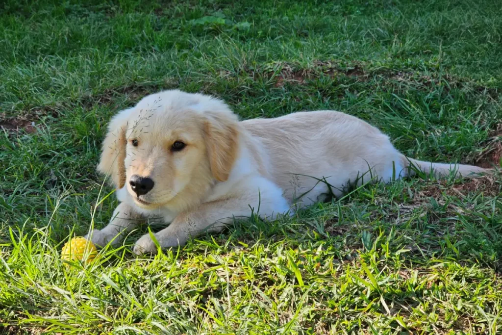 terapia com cães PMPR