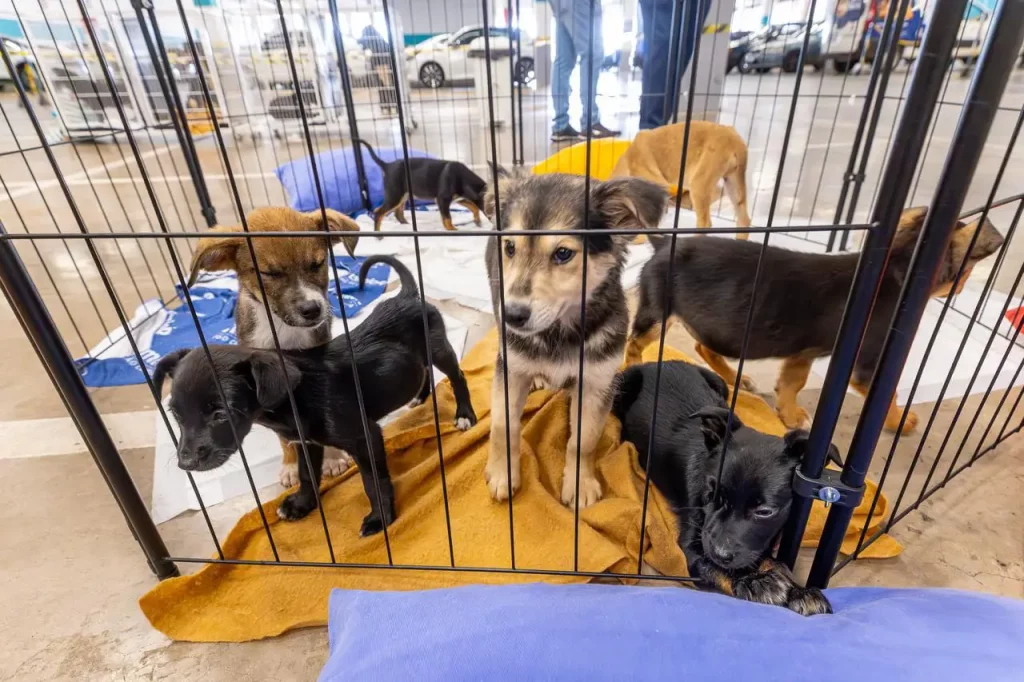 adoção cães