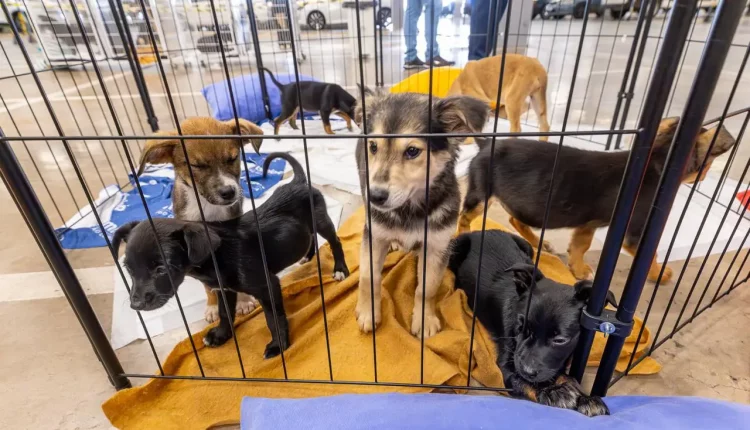 adoção cães