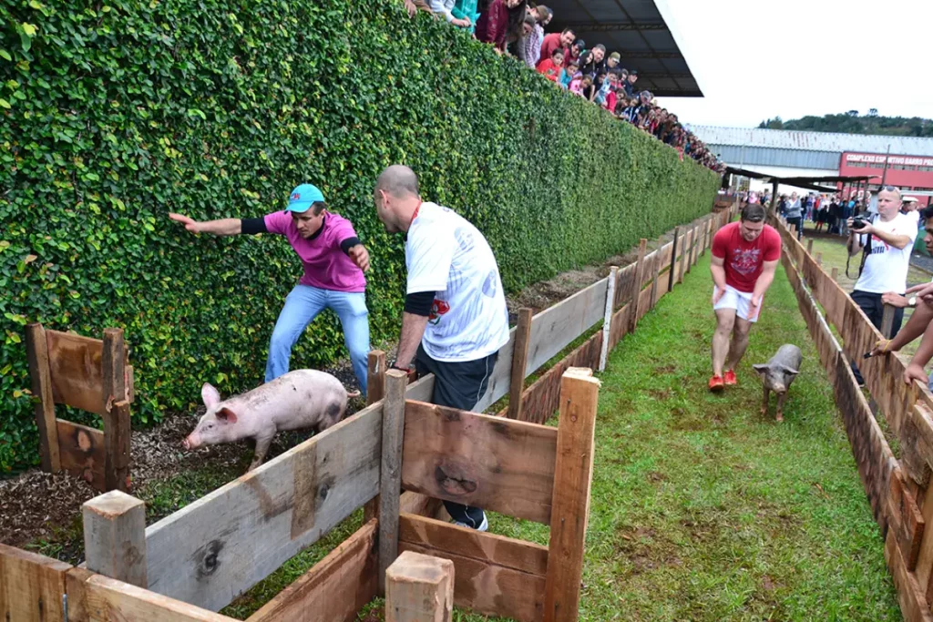 olimpiada rural coronel vivida corrida do porco