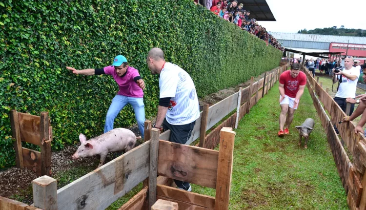 olimpiada rural coronel vivida corrida do porco