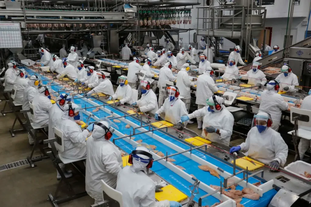 Paraná inicia semana com recorde de 25,9 mil vagas de emprego abate de frango
