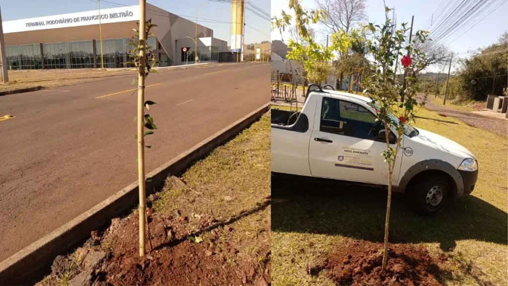 arborização francisco beltrão