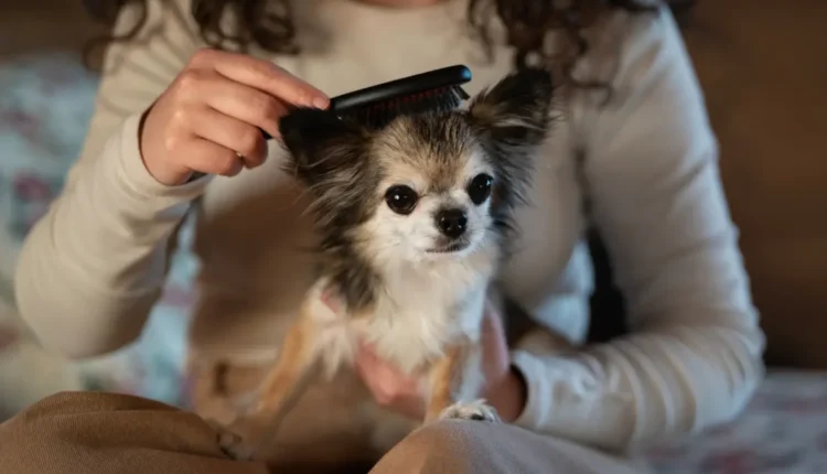 escovação cachorro