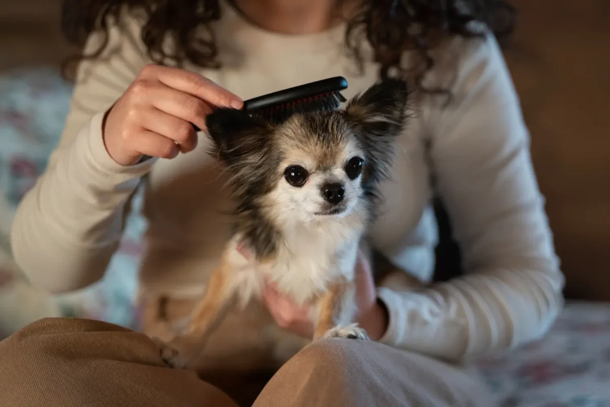 escovação cachorro