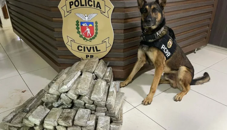 k9 pcpr