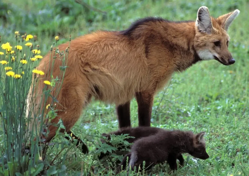 Copel amplia ações ambientais para proteger fauna e biodiversidade lobo guara com filhotes