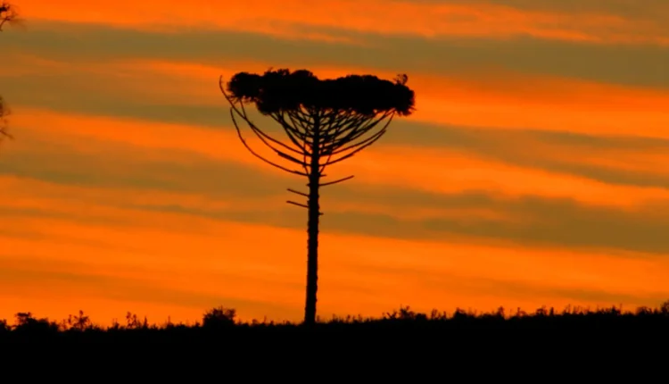 pinheiro ao entardecer