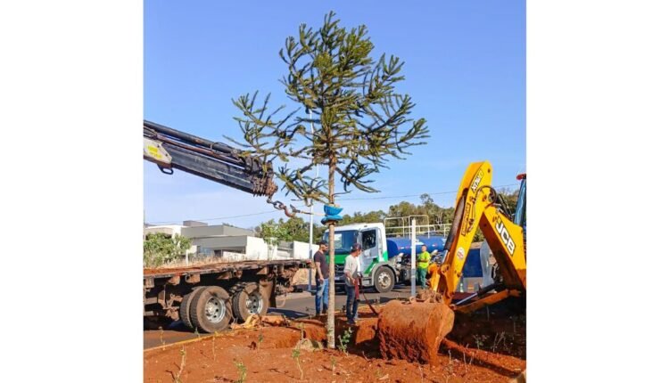 pinheiro da tocantins