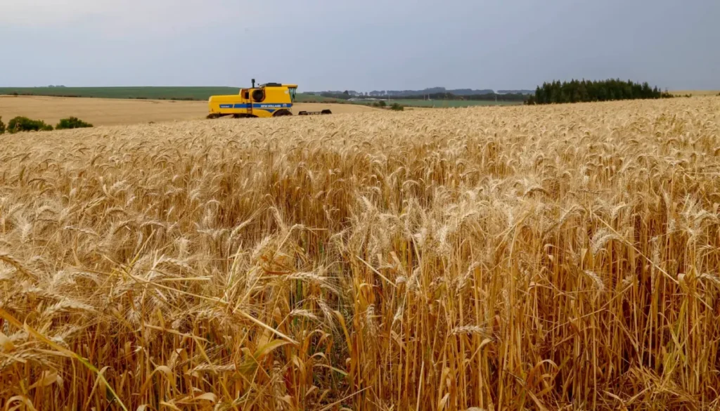 Paraná inicia colheita do trigo e registra avanços no milho trigo