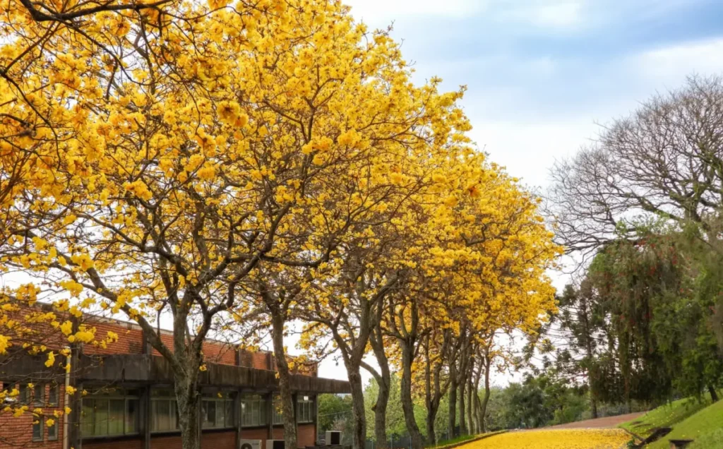 Dia da Árvore celebra preservação e consciência ambiental Ipês amarelos floridos
