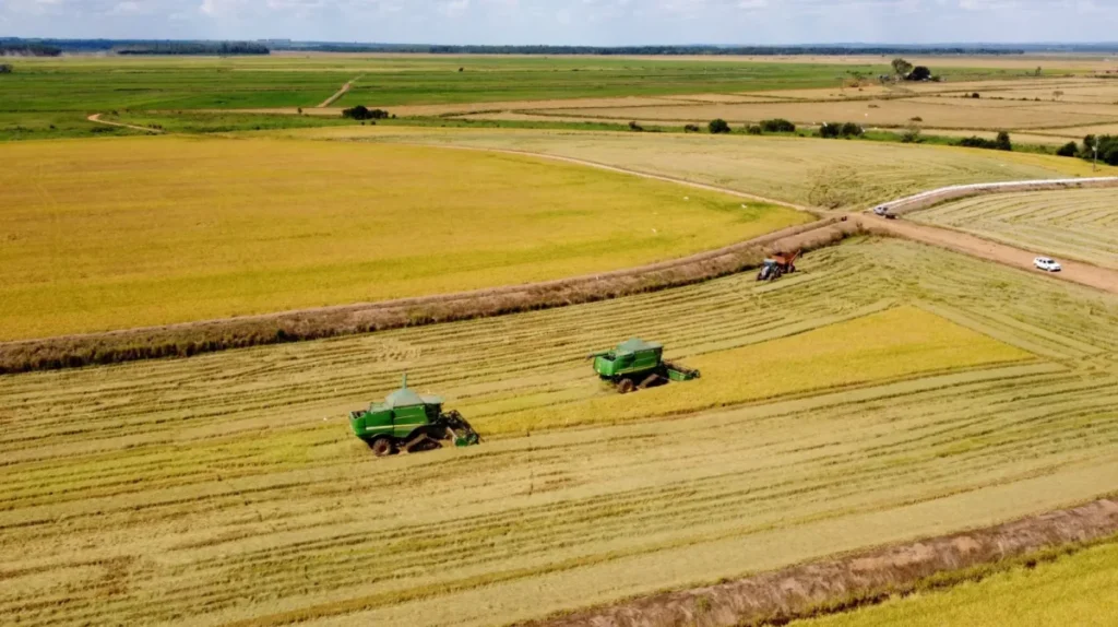 Paraná deve colher safra recorde de 46,3 milhões de toneladas colheita arroz aen-pr